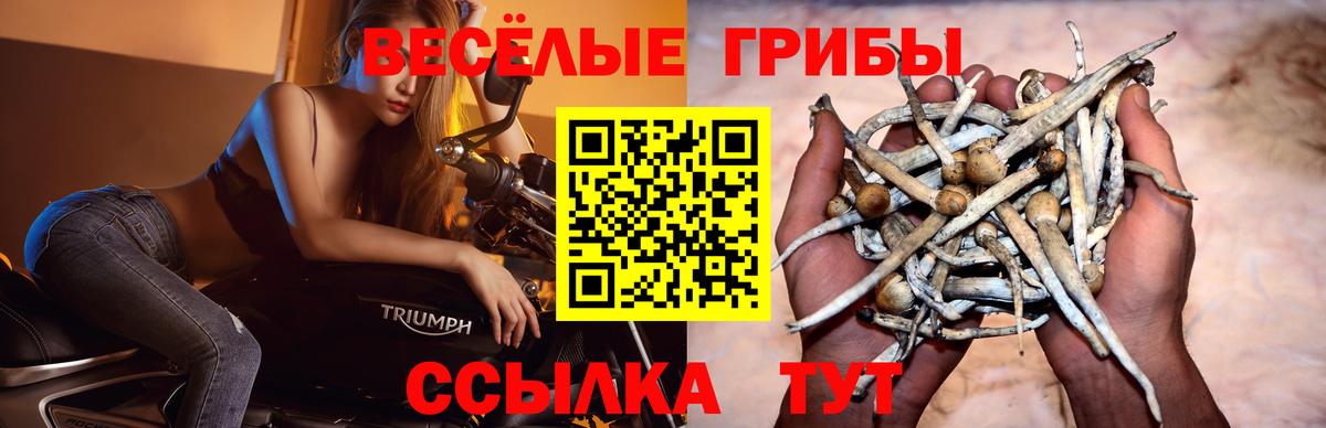 Псилоцибиновые грибы прущие грибы Мелеуз